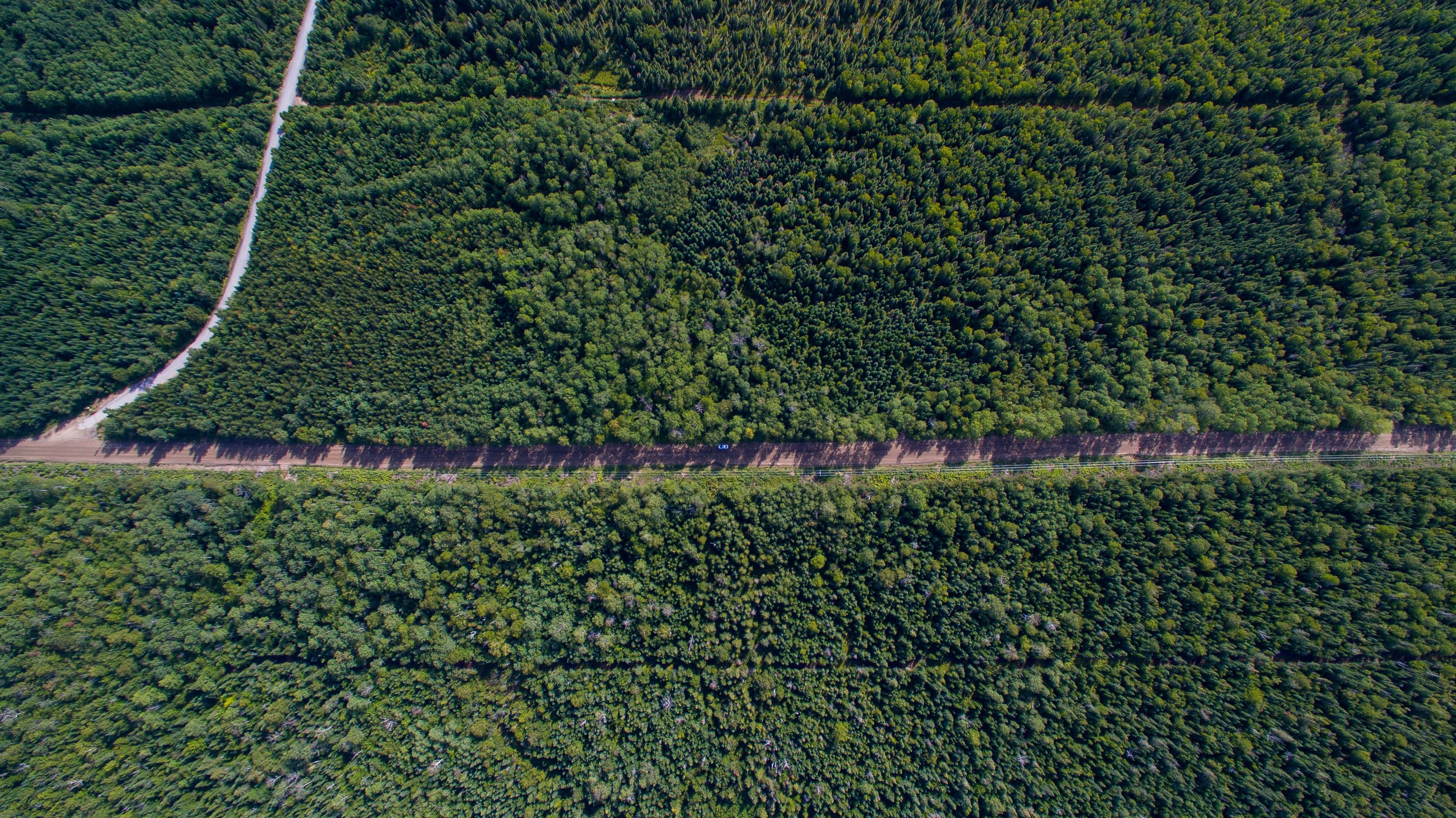 An aerial view of a dense forest with a winding dirt road cutting through. The perspective offers a bird's-eye view of the lush green canopy and the road below.